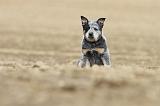 BOUVIER AUSTRALIEN 235